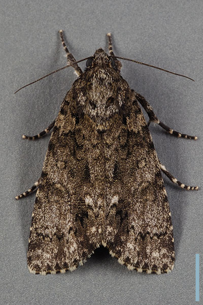 ナシケンモン♀
