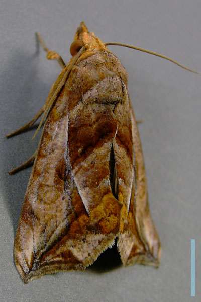 ヒメエグリバ♀