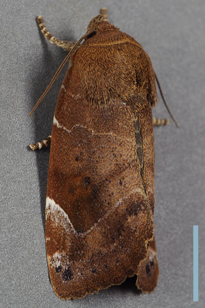 ニレキリガ♀
