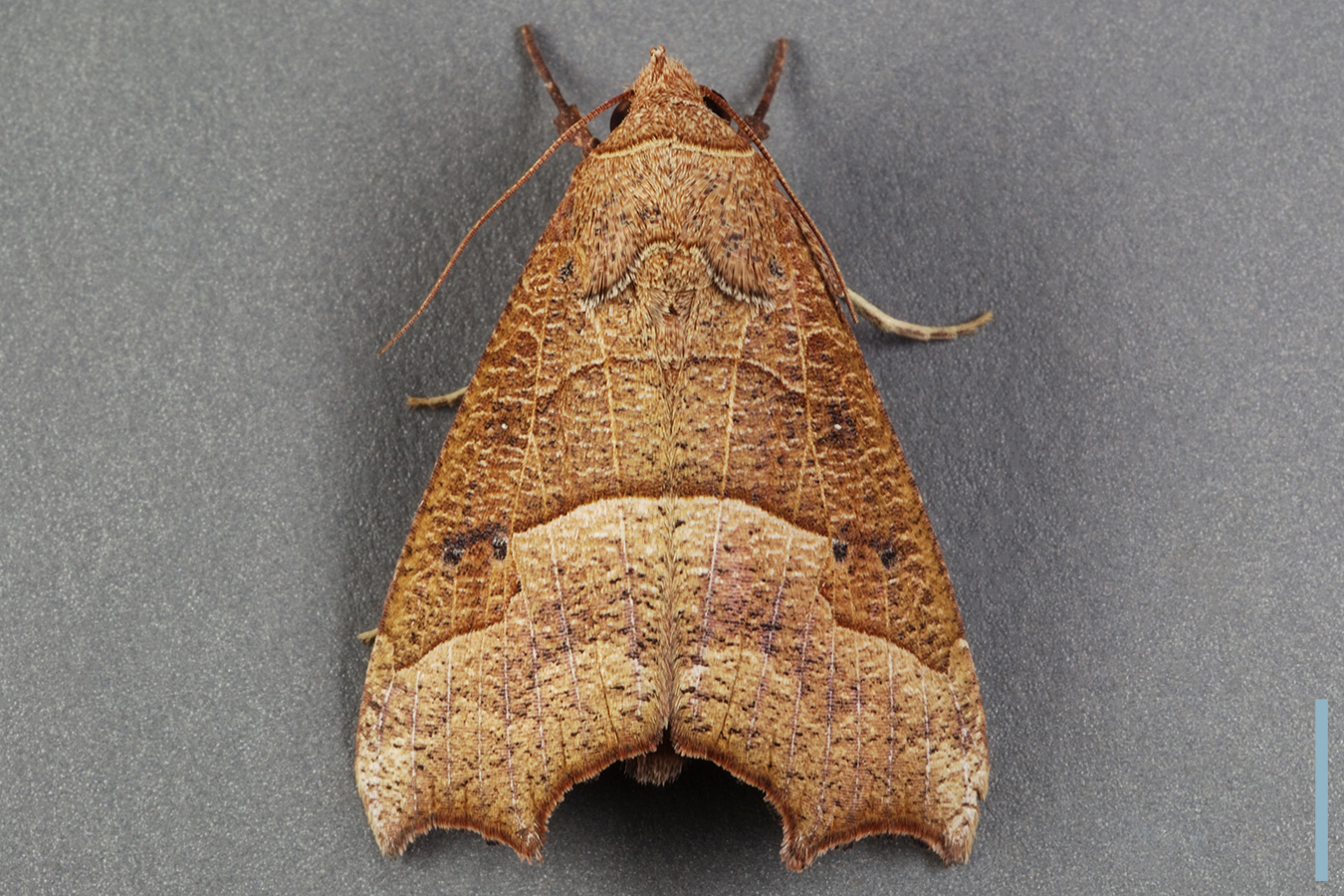 アカキリバ♀拡大図