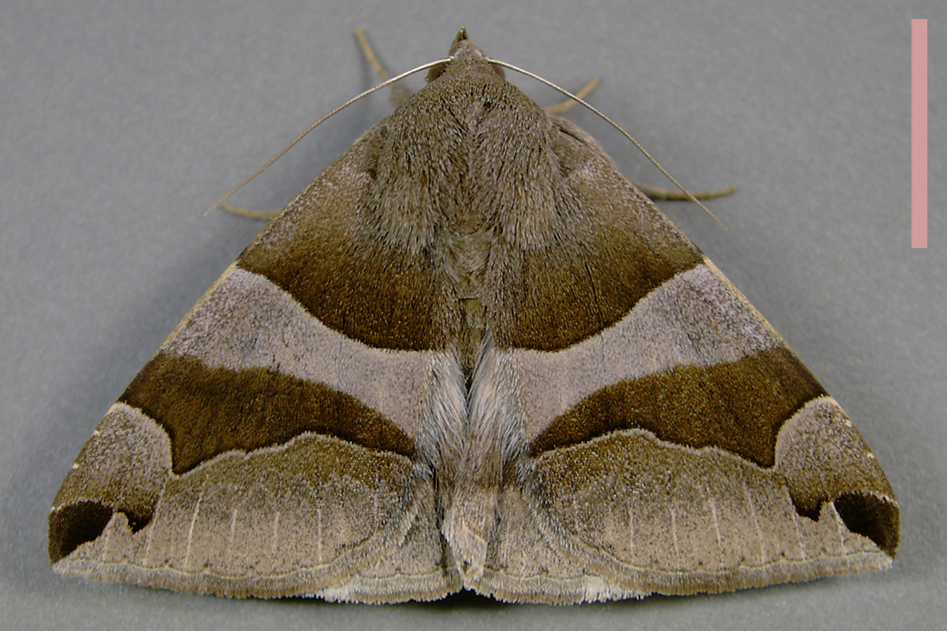 アシブトクチバ♀拡大図