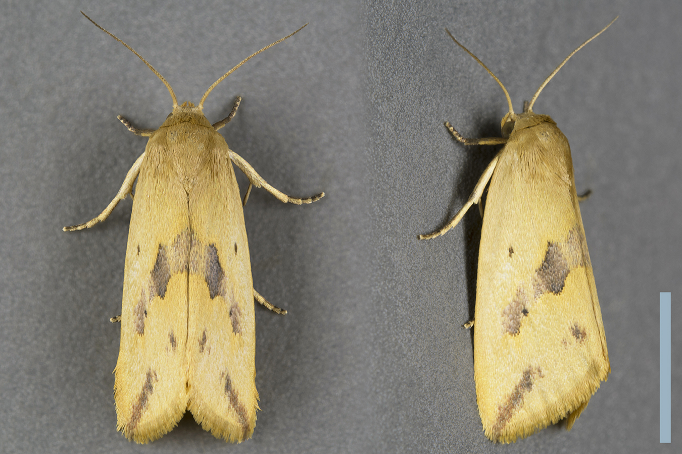 フタオビコヤガ♀拡大図