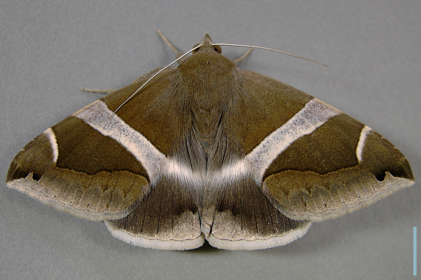 ホソオビアシブトクチバ拡大図