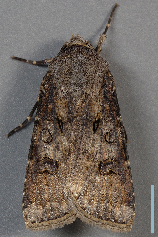 カブラヤガ♀拡大図