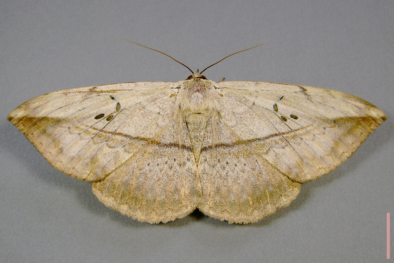 カキバトモエ♀拡大図