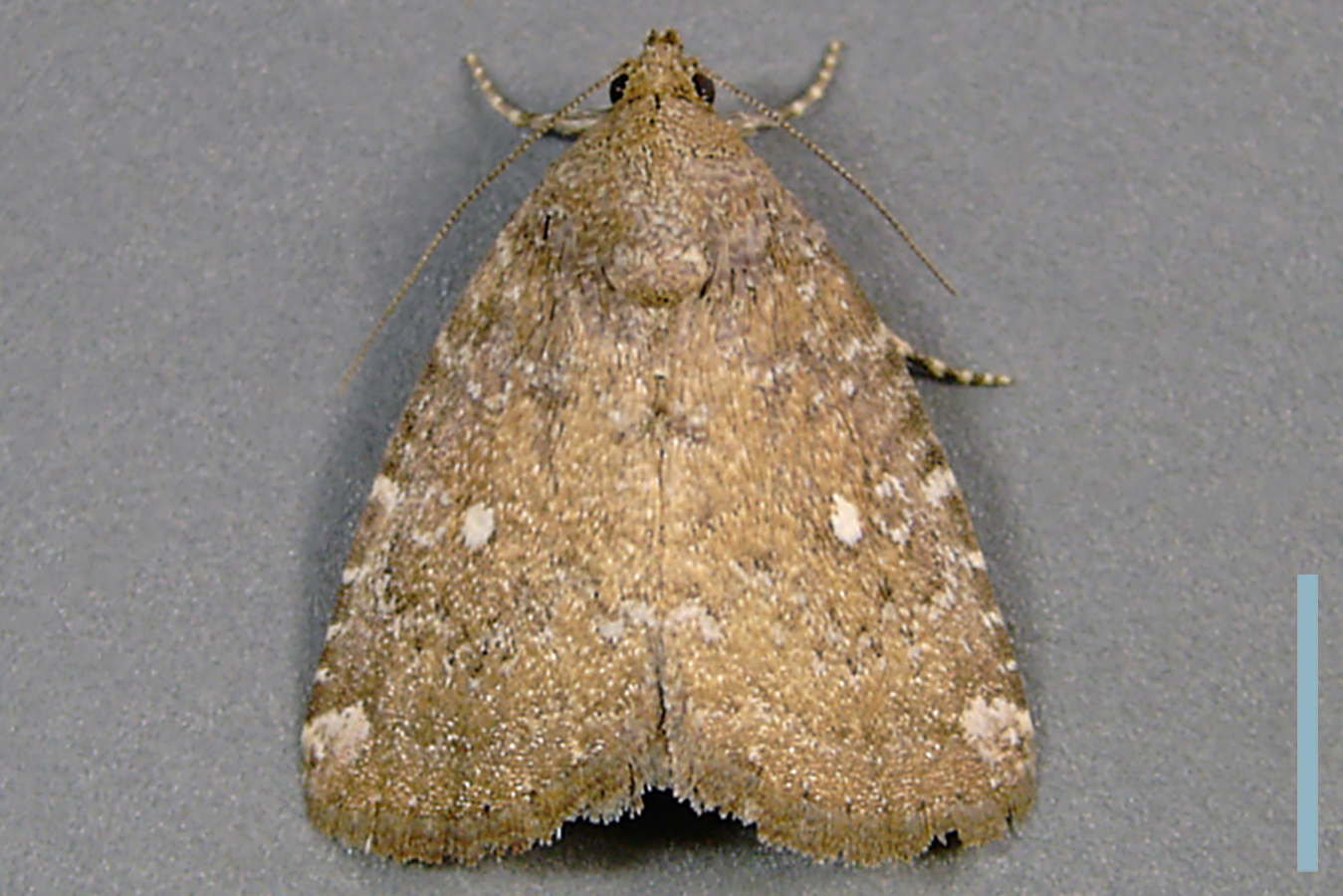 ウスサビイロヤガ♀拡大図