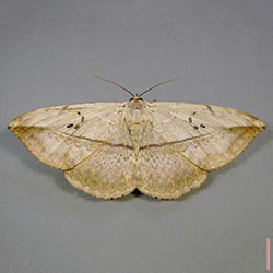 カキバトモエ♀