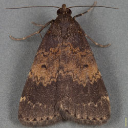 ソトウスグロアツバ♀