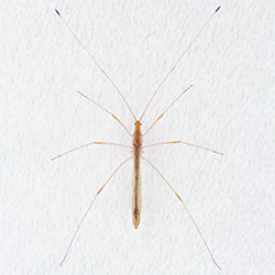 イトカメムシ科
イトカメムシ♀