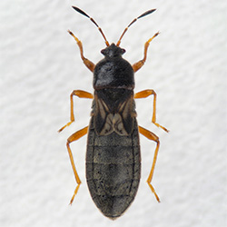コバネナガカメムシ科
コバネナガカメムシ♀
