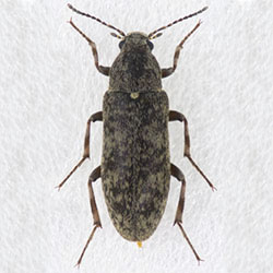 クビナガムシ科
クビカクシナガクチキムシ