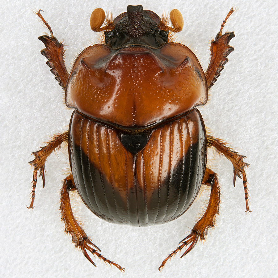 ムネアカセンチコガネ科
ムネアカセンチコガネ