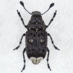 ヒゲナガゾウムシ科
シリジロヒゲナガゾウムシ