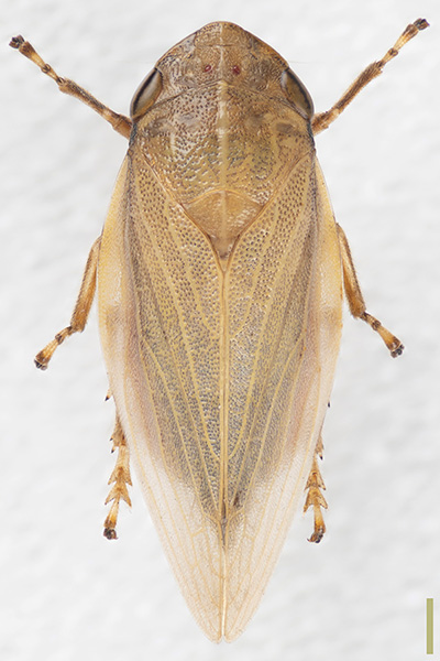 ハマベアワフキ♀
