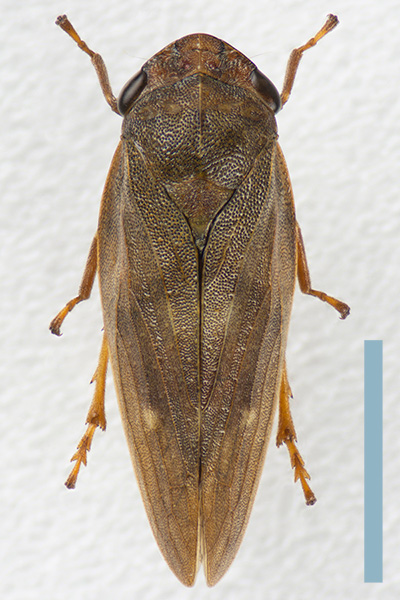 ヒメモンキアワフキ♀