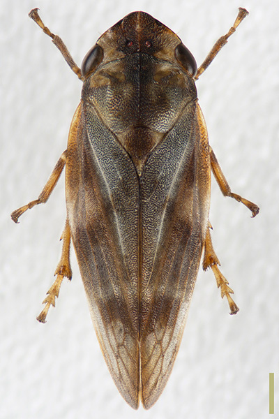 マツアワフキ♀