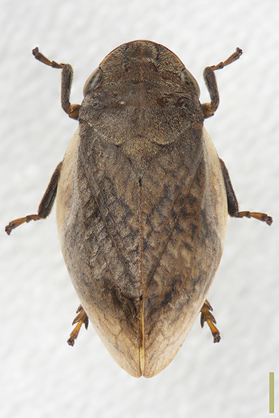 オカダアワフキ♀
