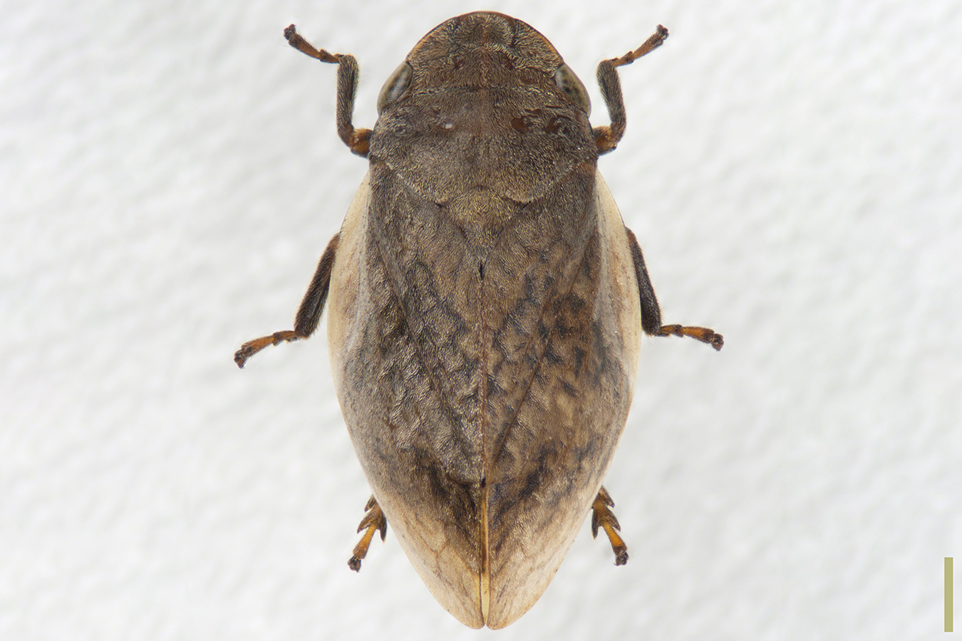 オカダアワフキ♀拡大図