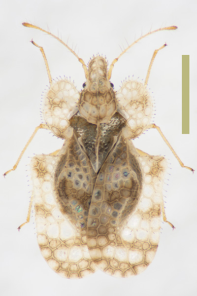 アワダチソウグンバイ♀