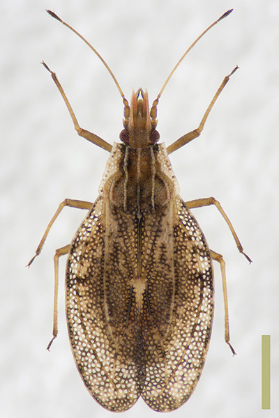 ウチワグンバイ♀