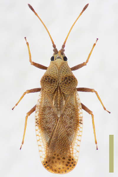 ヤブガラシグンバイ♀