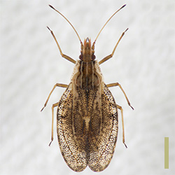 ウチワグンバイ♀