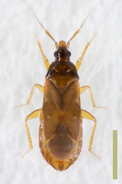 ケブカハナカメムシ♀