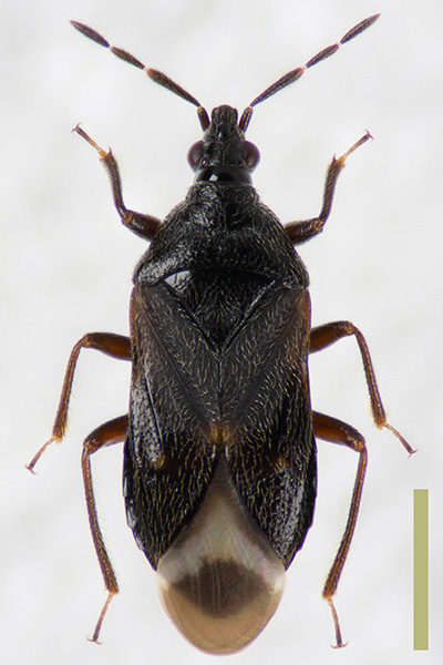 クロハナカメムシ♀