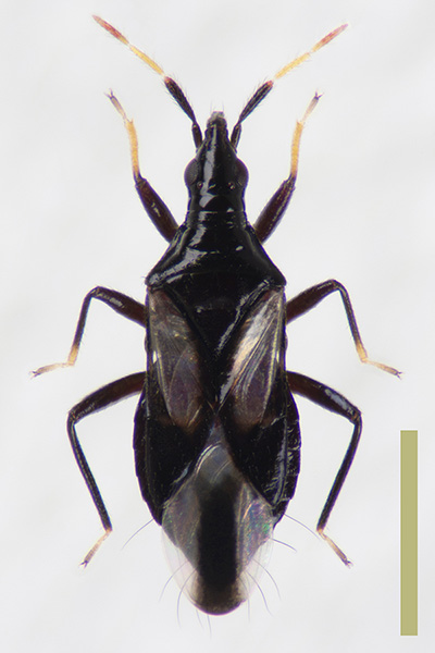 モンシロハナカメムシ♀