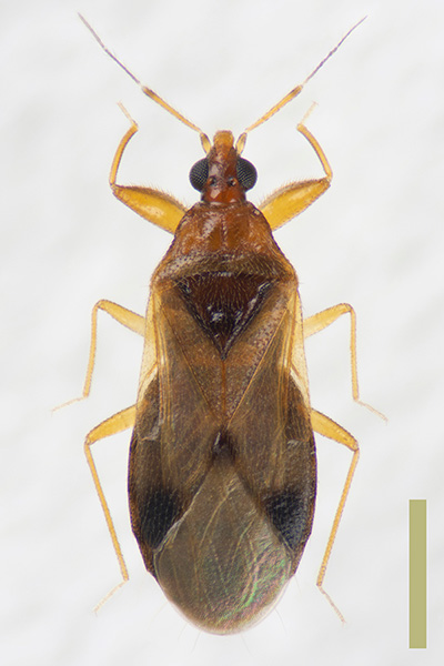 ユミアシハナカメムシ♀