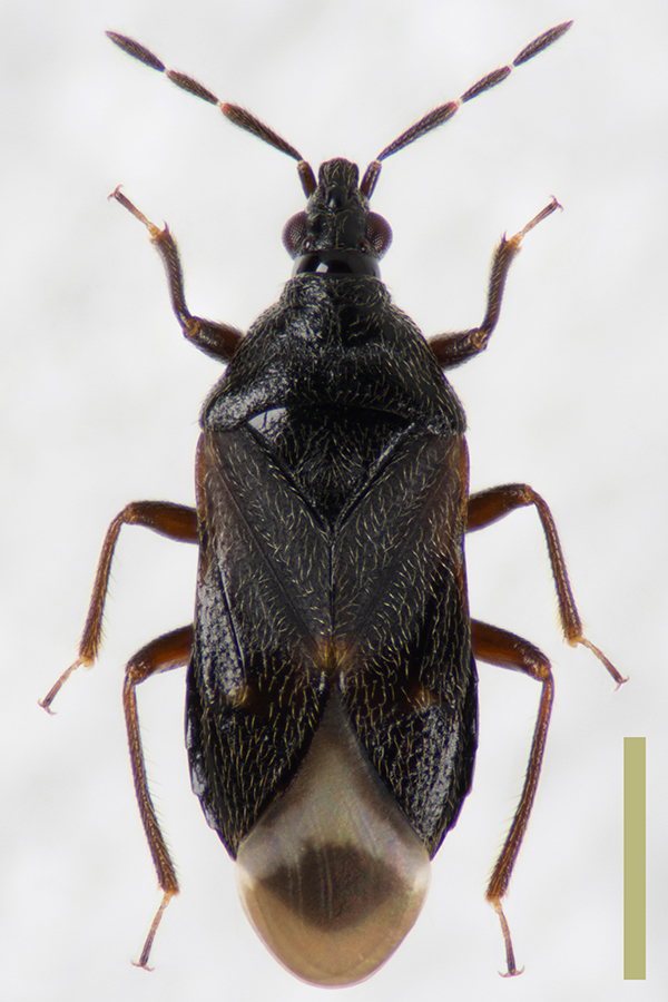 クロハナカメムシ♀拡大図