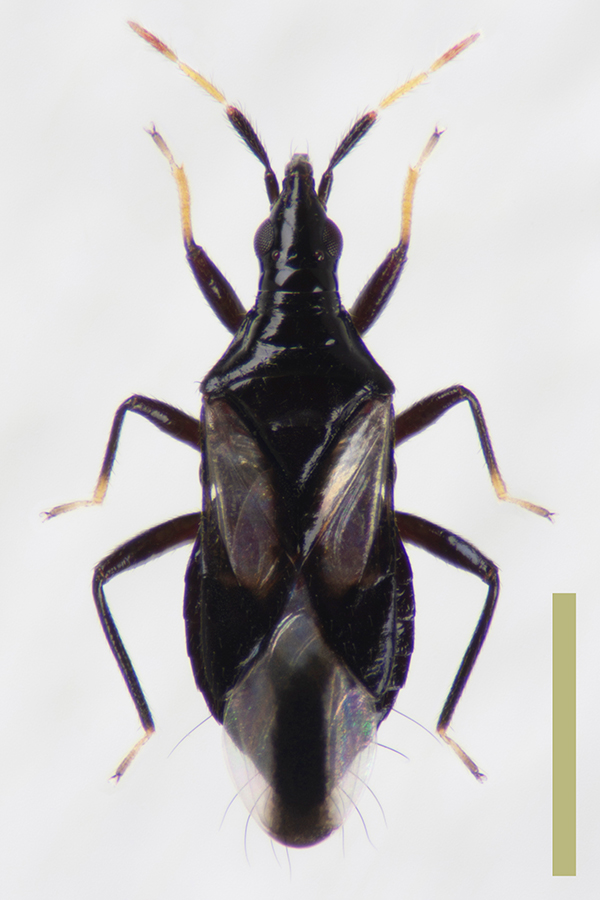 モンシロハナカメムシ♀拡大図