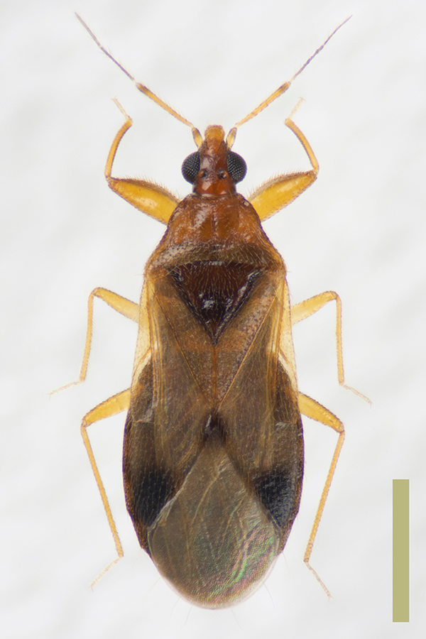 ユミアシハナカメムシ♀拡大図