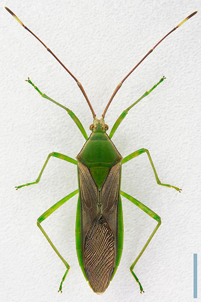 オオクモヘリカメムシ♀