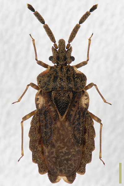 フトヒゲヒラタカメムシ♀