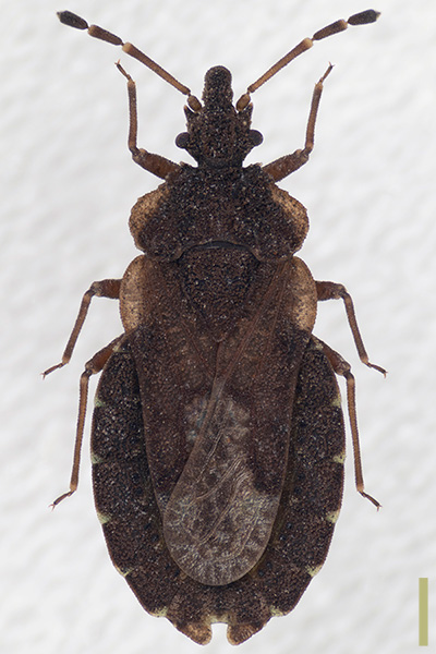 マツヒラタカメムシ♀