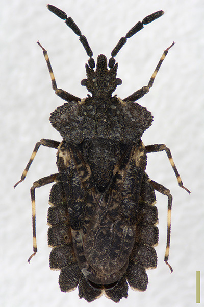 ノコギリヒラタカメムシ♀
