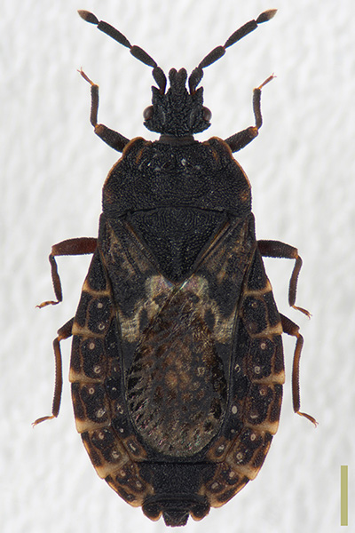 トビイロオオヒラタカメムシ♀