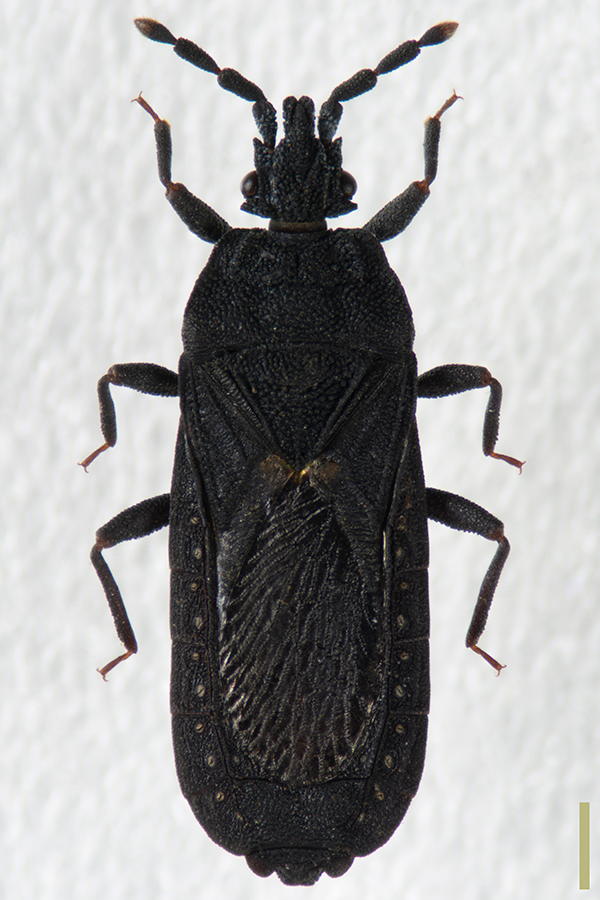 クロナガヒラタカメムシ♀拡大図