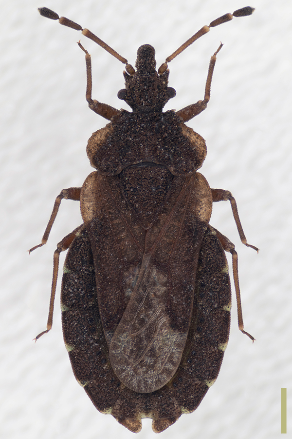 マツヒラタカメムシ♀拡大図