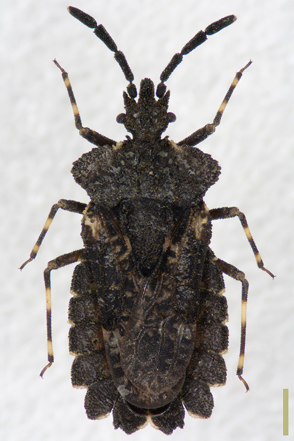 ノコギリヒラタカメムシ♀拡大図