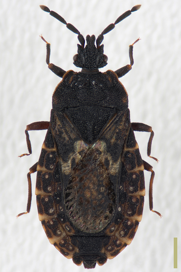 トビイロオオヒラタカメムシ♀拡大図