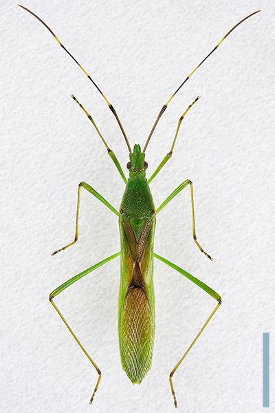 クモヘリカメムシ♀