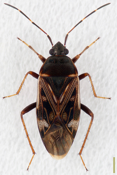チャイロナガカメムシ♀