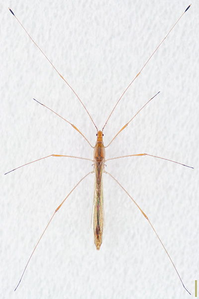 イトカメムシ♀