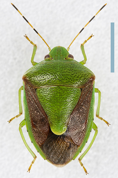 チャバネアオカメムシ♀