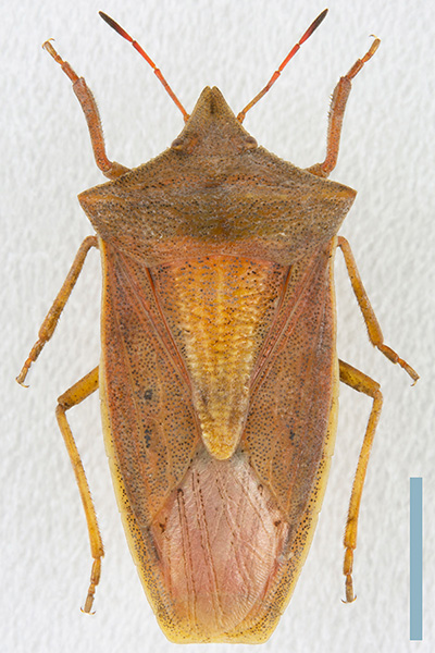 エビイロカメムシ♀