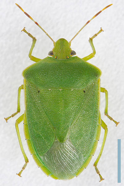 ミナミアオカメムシ♀