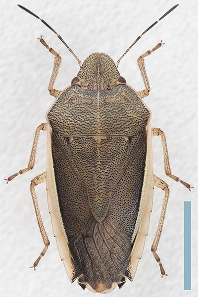 シロヘリカメムシ♀