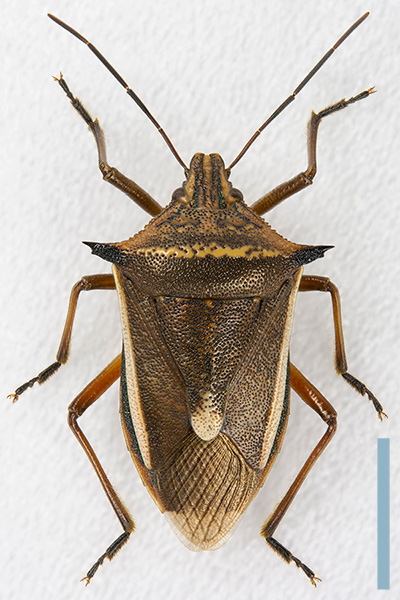 シロヘリクチブトカメムシ♂